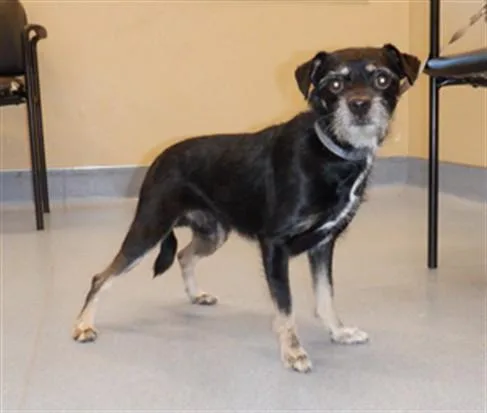 A young small-sized male Parson Russell Terrier dog named George for adoption in San Jose, CA