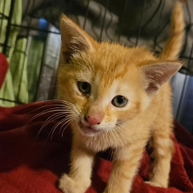 A baby small-sized male Orange / Red Domestic Short Hair cat named Cheetos  Medical Intake for adoption in Ringtown, PA
