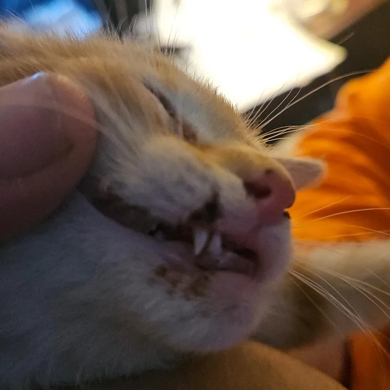 Cheetos  Medical Intake thumbnail 2