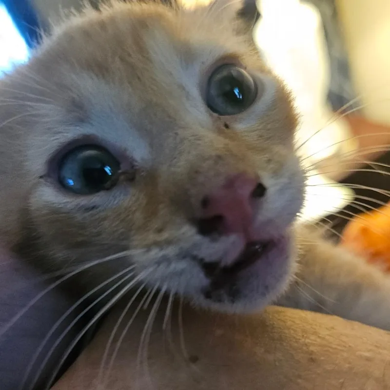 Cheetos  Medical Intake thumbnail 3