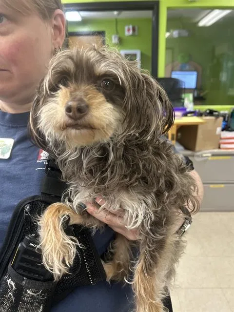 An adult medium-sized female Yorkshire Terrier dog named Teddy for adoption in Kent, WA