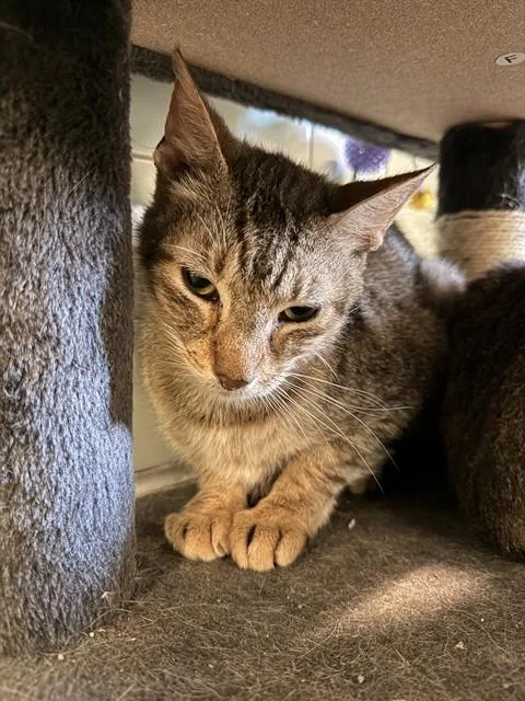 An adult medium-sized male Domestic Short Hair cat named Lionel for adoption in Corpus Christi, TX