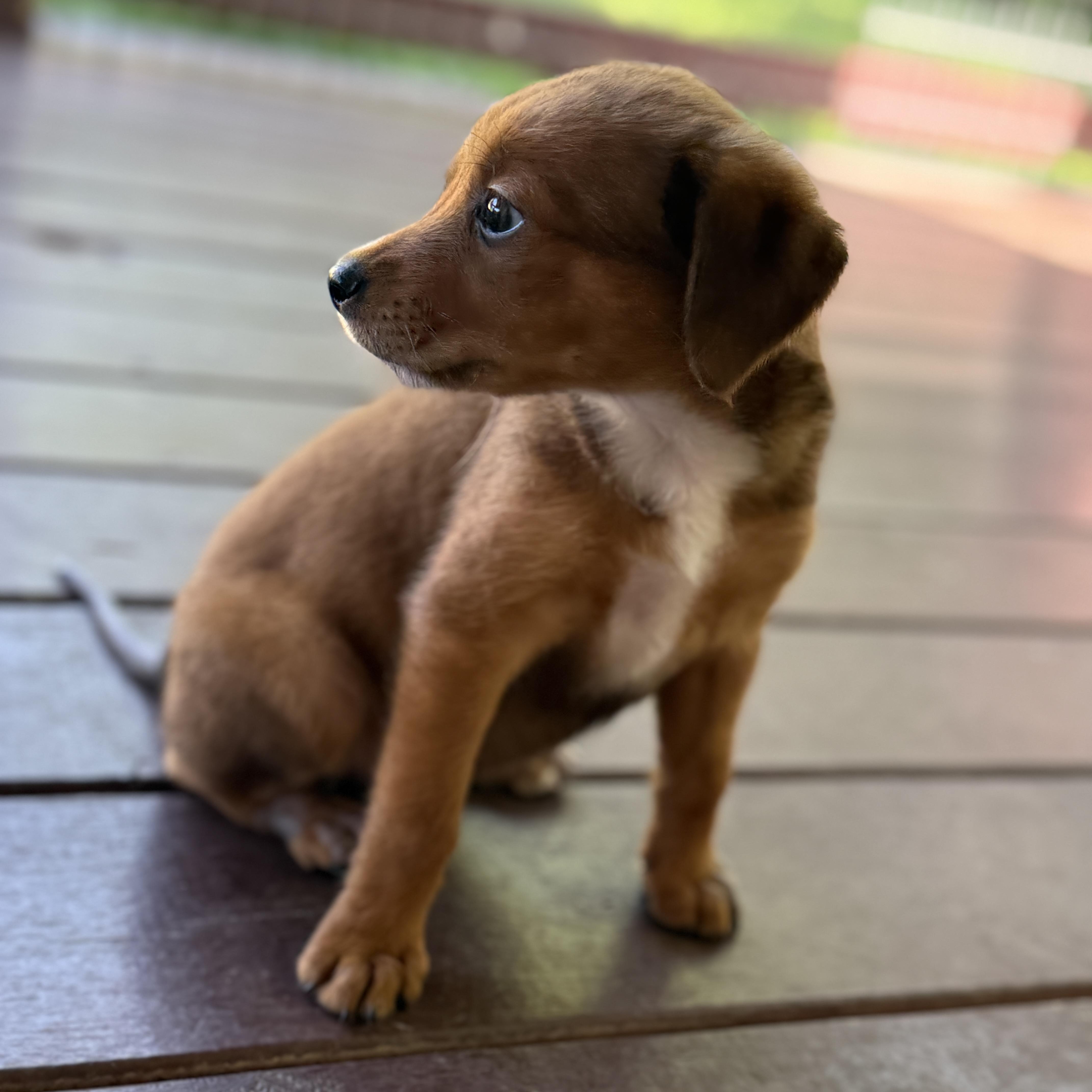 A baby medium-sized female Brown / Chocolate Shepherd dog named Reese for adoption in Bulverde, TX