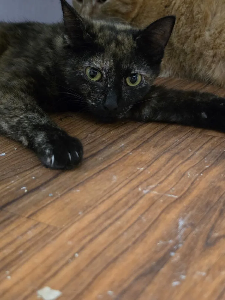 An adult medium-sized female Domestic Short Hair cat named Trail Mix for adoption in Wild Rose, WI