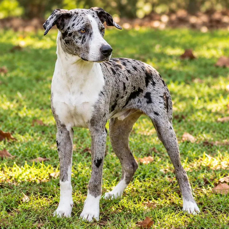 A young medium-sized male Catahoula Leopard Dog dog named Figment for adoption in Lucedale, MS