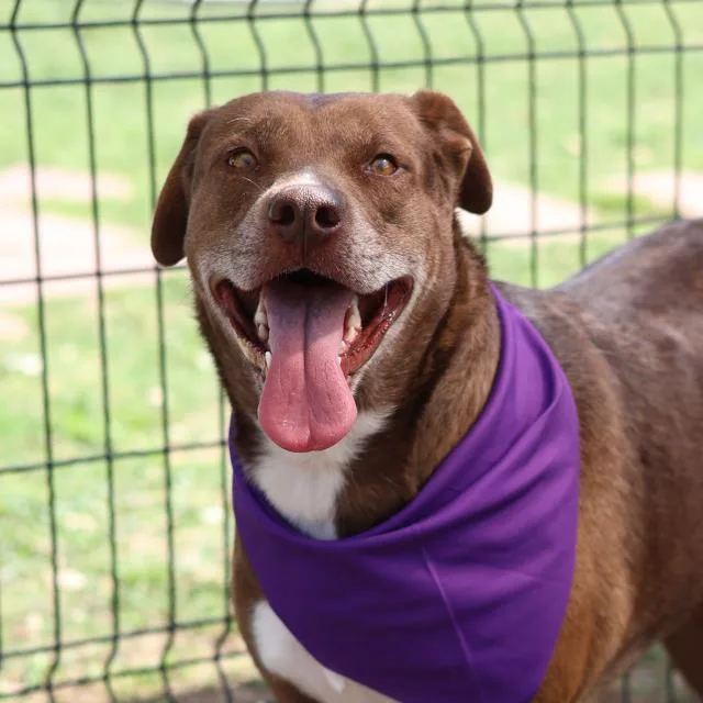 An adult large-sized female Labrador Retriever dog named Athena for adoption in San Antonio, TX