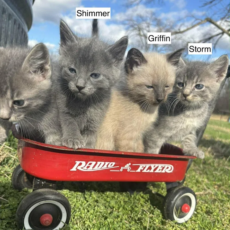 A baby small-sized female Gray / Blue / Silver Domestic Short Hair cat named Shimmer for adoption in Madison, WI