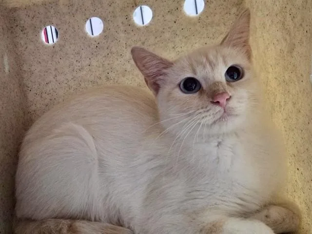 Paloma