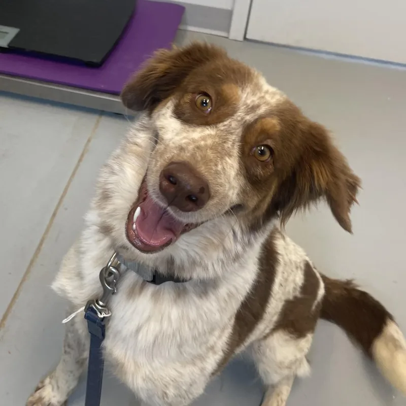 An adult medium-sized female Spaniel dog named Mary for adoption in Torrey, UT