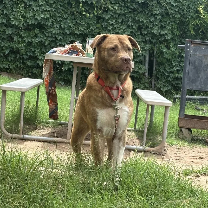 An adult medium-sized male Brown / Chocolate Chesapeake Bay Retriever dog named Gibby for adoption in Austin, TX