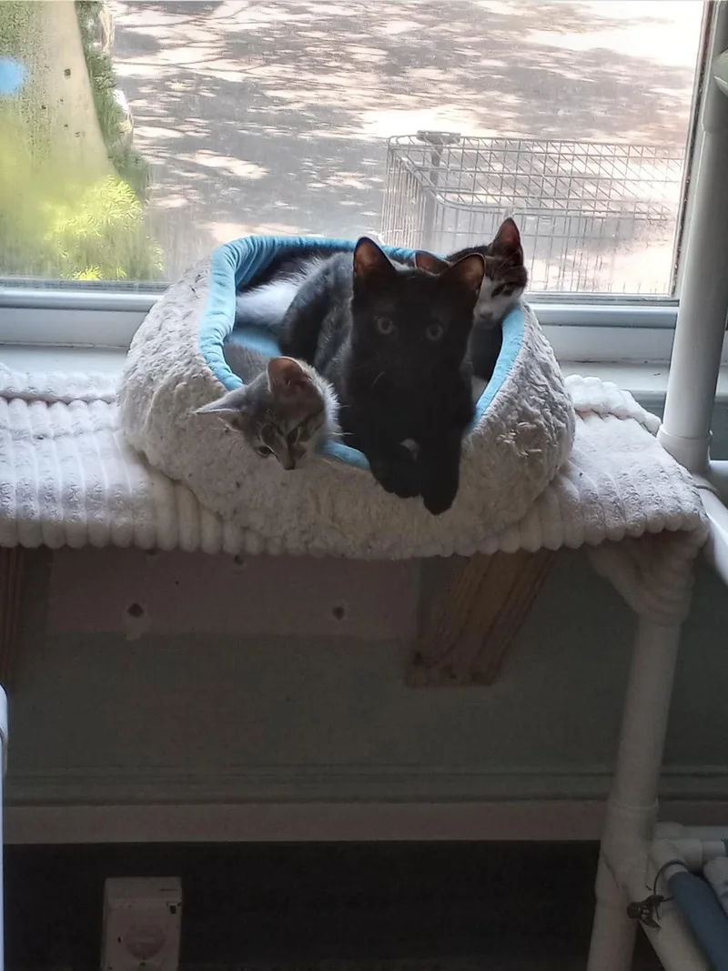 A young small-sized male Black Domestic Short Hair cat named Zeppelin for adoption in New Britain, CT