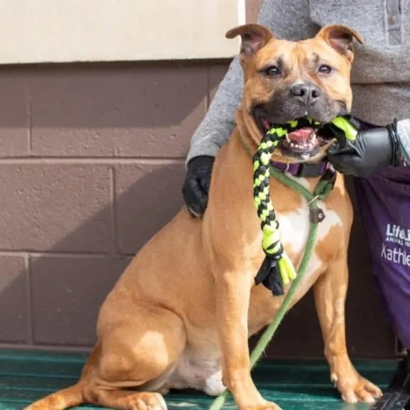 Thunderbolt thumbnail 3