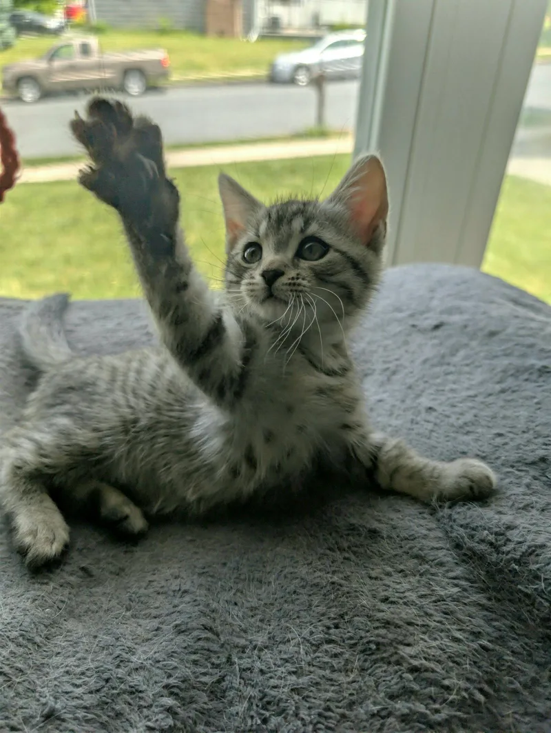 A baby medium-sized male Domestic Short Hair cat named Smidge for adoption in Whitehall, PA