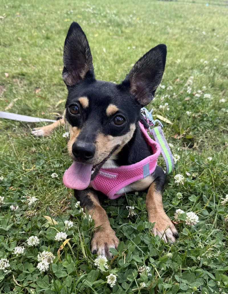 An adult small-sized female Tricolor (Brown, Black, & White) Chihuahua dog named Esa for adoption in Grayslake, IL