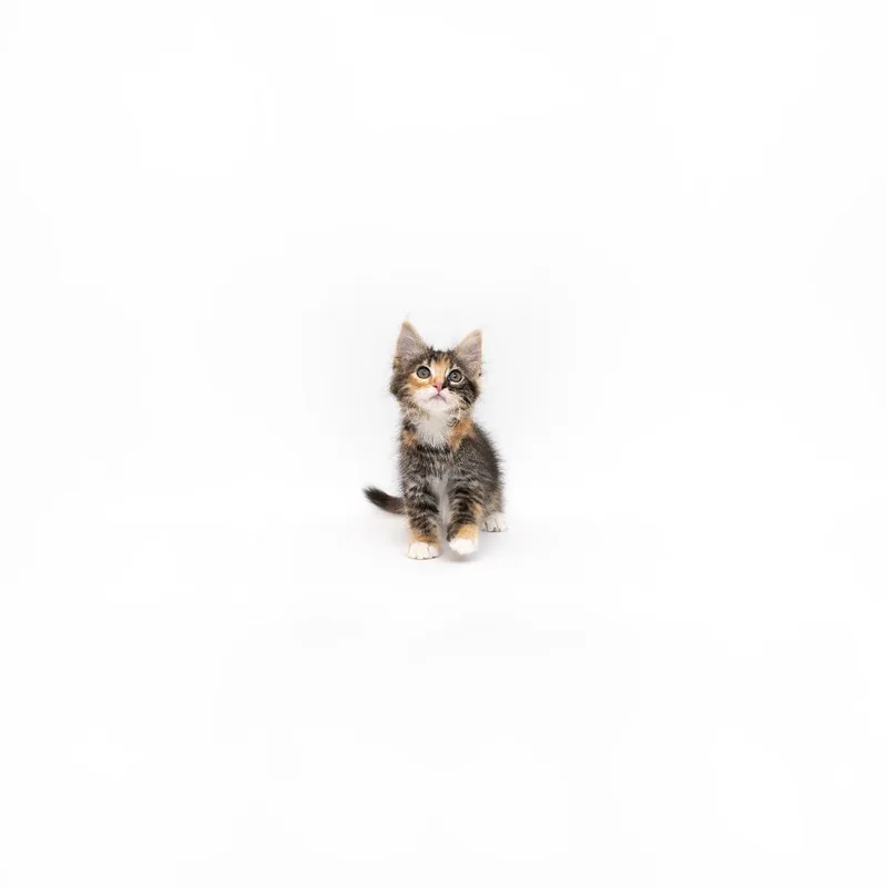 A baby small-sized female Calico Domestic Short Hair cat named Candyland for adoption in Playa Vista, CA