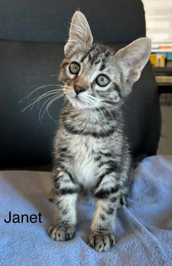 A baby small-sized female Domestic Short Hair cat named Janet for adoption in Santa Cruz, CA