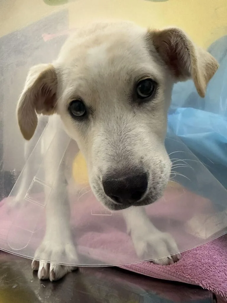 A baby small-sized female Mixed Breed dog named Eeyore for adoption in Raleigh, NC