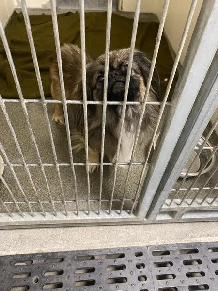 An adult small-sized male Pekingese dog named Agador for adoption in Vancouver, WA