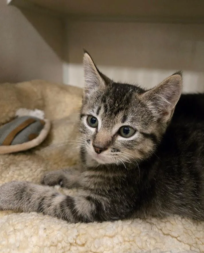 A baby medium-sized male Tabby (Brown / Chocolate) Tabby cat named King Of Pop for adoption in New Rochelle, NY