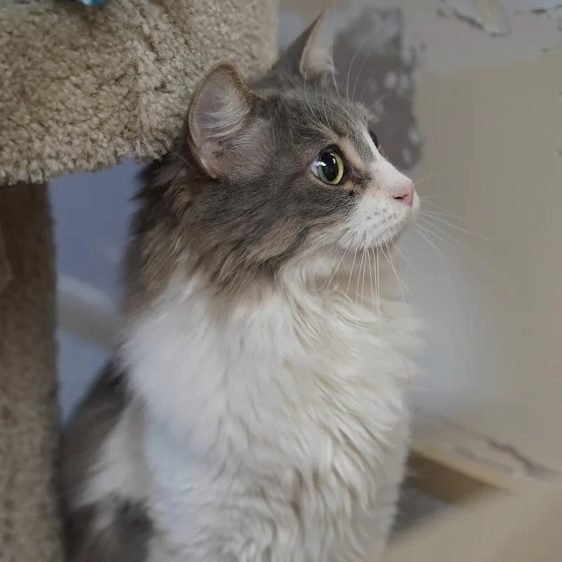 An adult small-sized female Gray / Blue / Silver Domestic Medium Hair cat named Hoot for adoption in Naperville, IL