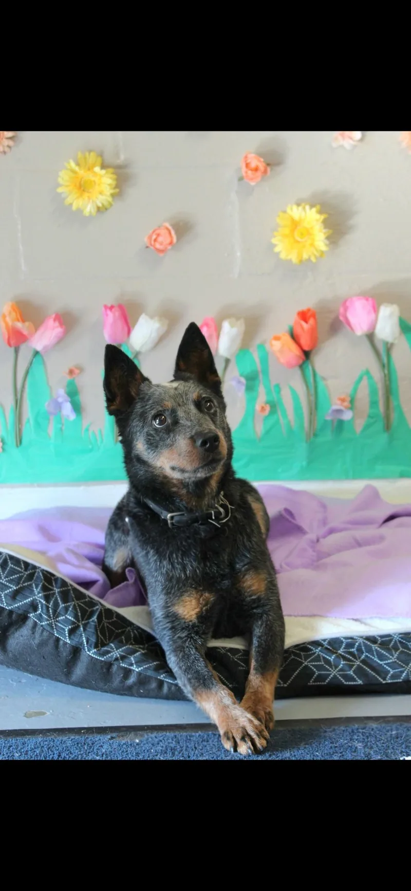 An adult medium-sized male Gray / Blue / Silver Australian Cattle Dog / Blue Heeler dog named Jc for adoption in Berea, KY