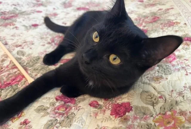 A baby medium-sized female Tabby cat named Esme my Little Sweet for adoption in Eagle Point, OR
