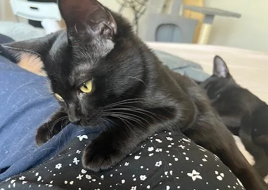 Esme my Little Sweet thumbnail 3
