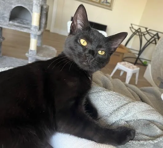 Esme my Little Sweet thumbnail 5