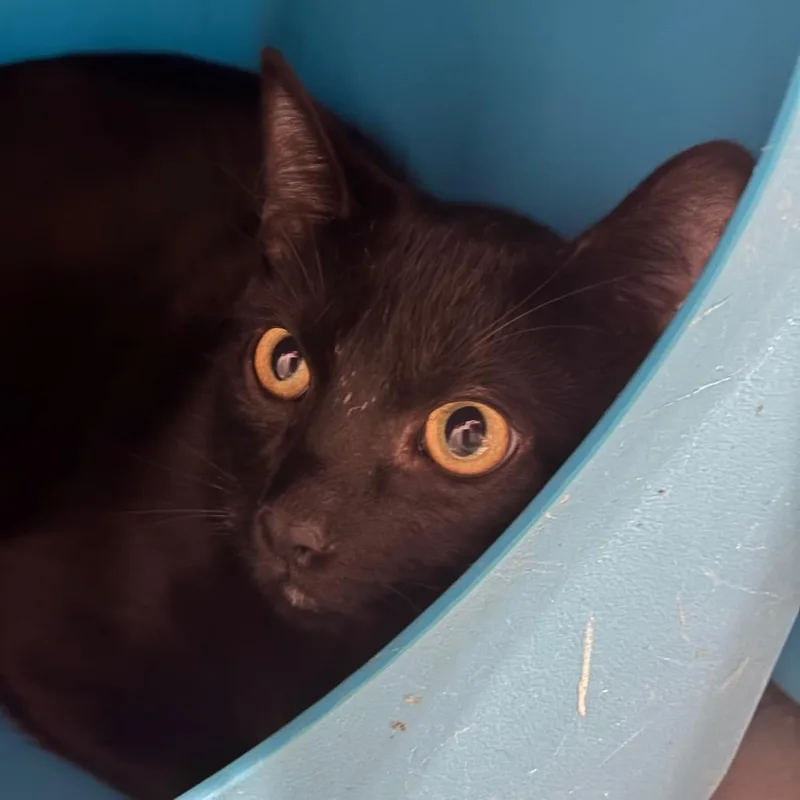 An adult medium-sized male Domestic Short Hair cat named Cerberus for adoption in Yuma, AZ