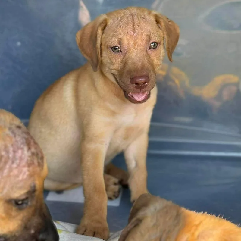 A baby small-sized male Yellow / Tan / Blond / Fawn Mixed Breed dog named Jeff for adoption in Buffalo, MN