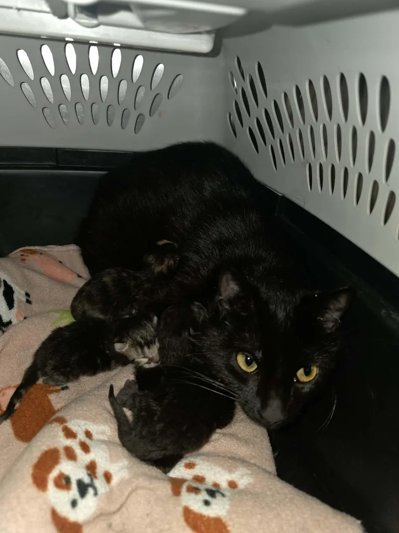 A young medium-sized female Black Domestic Short Hair cat named Jyn for adoption in Detroit Lakes, MN