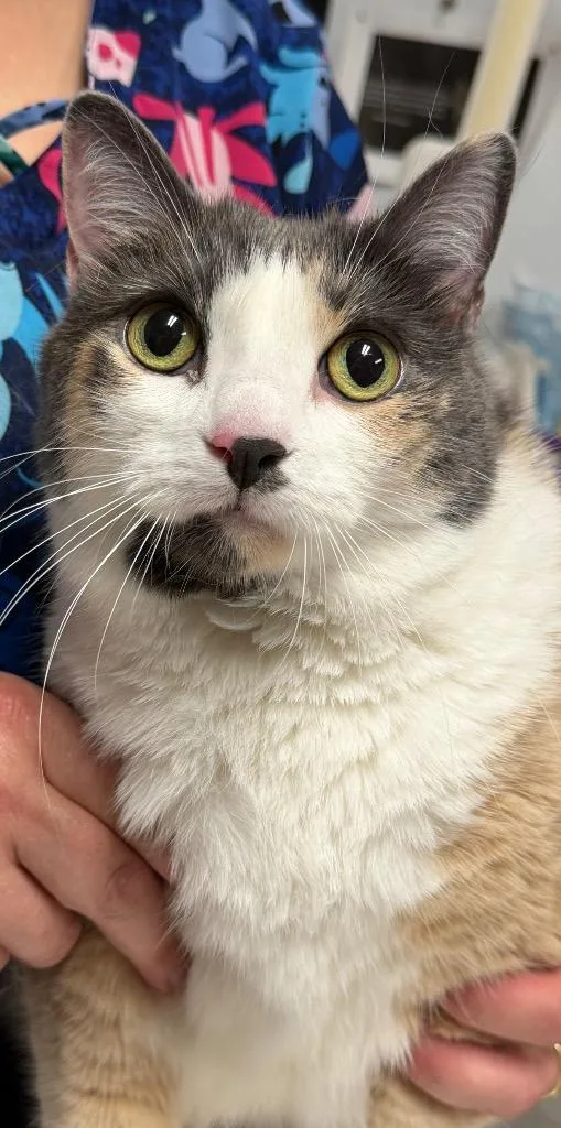 A senior large-sized female Domestic Short Hair cat named Isabella for adoption in Ewing, NJ