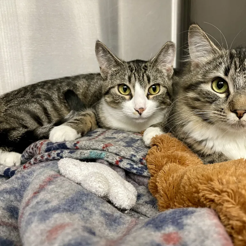 Marty Maraschino thumbnail 3