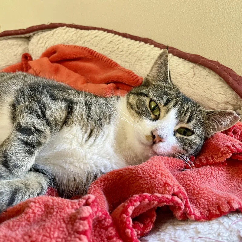 Marty Maraschino thumbnail 4