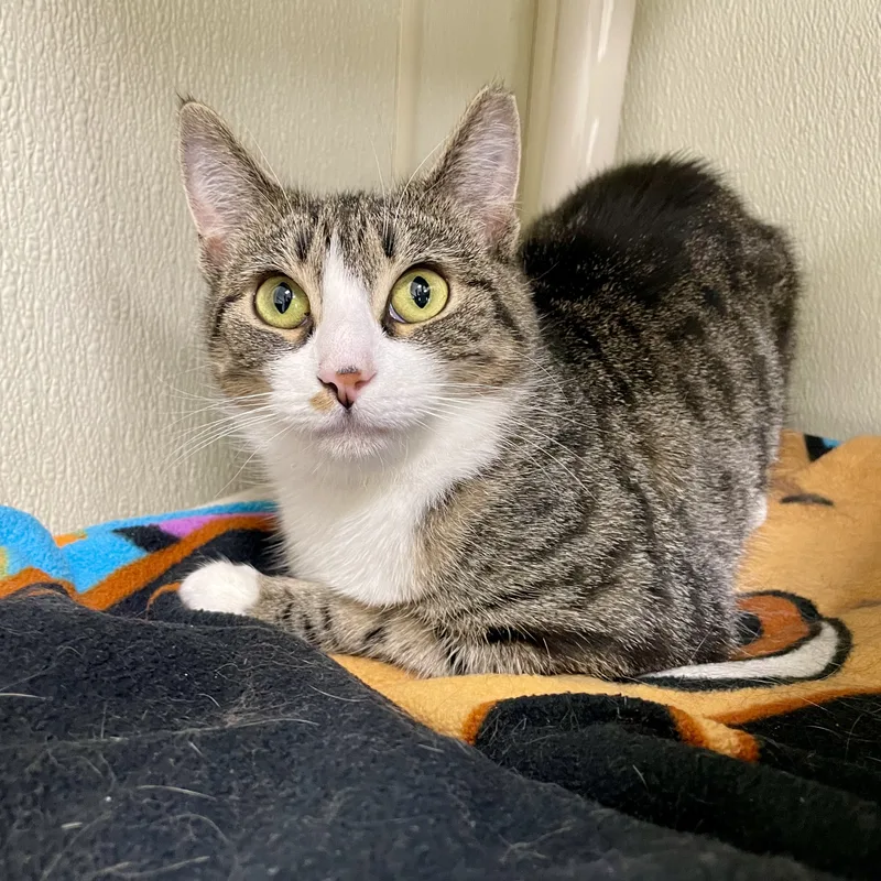 Marty Maraschino thumbnail 5