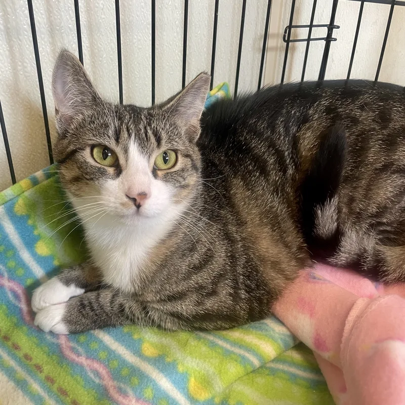 Marty Maraschino thumbnail 6