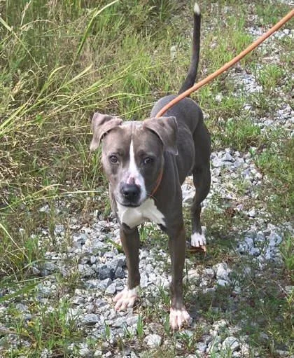 A young medium-sized female Mixed Breed dog named Hunni for adoption in Atlanta, GA
