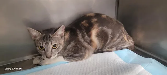 A young medium-sized female Domestic Short Hair cat named Marlo for adoption in Panama City, FL