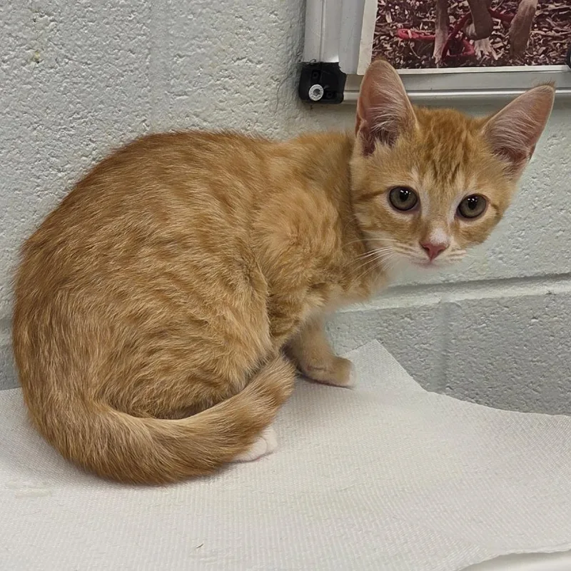 A baby small-sized male Orange / Red Domestic Short Hair cat named Ratchet for adoption in Chattanooga, TN