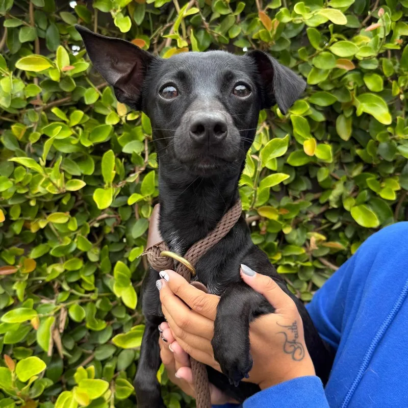 Camper