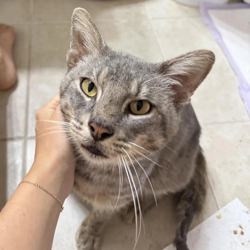 An adult large-sized male Gray / Blue / Silver Domestic Short Hair cat named Glitter Troll for adoption in Austin, TX