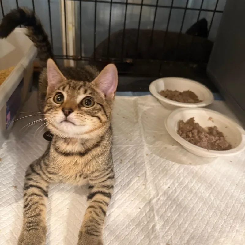 A baby small-sized male Brown / Chocolate Domestic Short Hair cat named Galaxy for adoption in Howard beach, NY