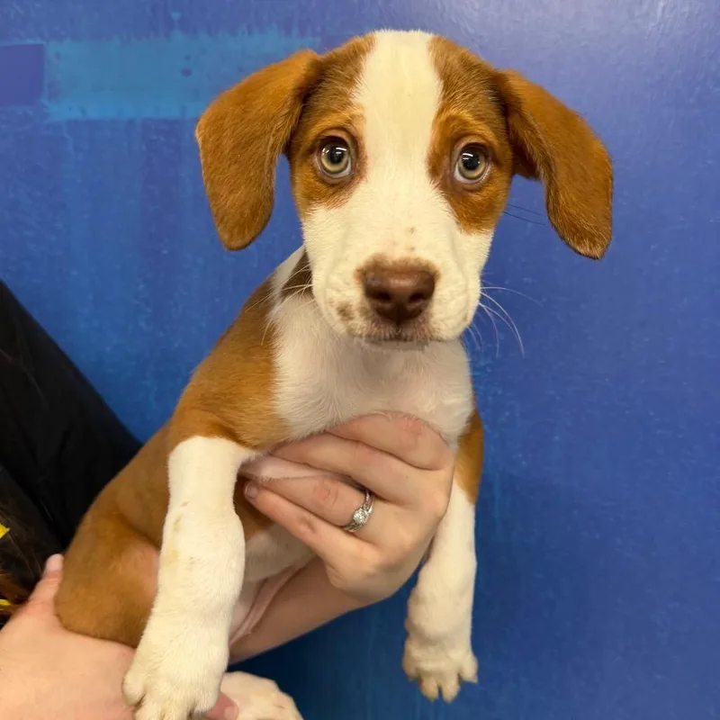 A baby medium-sized female White / Cream Hound dog named CT Yuni for adoption in Eastford, CT