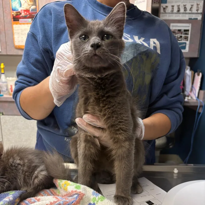 An adult medium-sized female Domestic Short Hair cat named Galaxy for adoption in Newark, NJ
