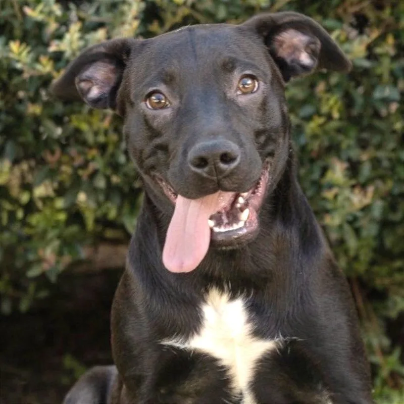 A baby medium-sized female Black Labrador Retriever dog named Lapis for adoption in Brownsboro, AL