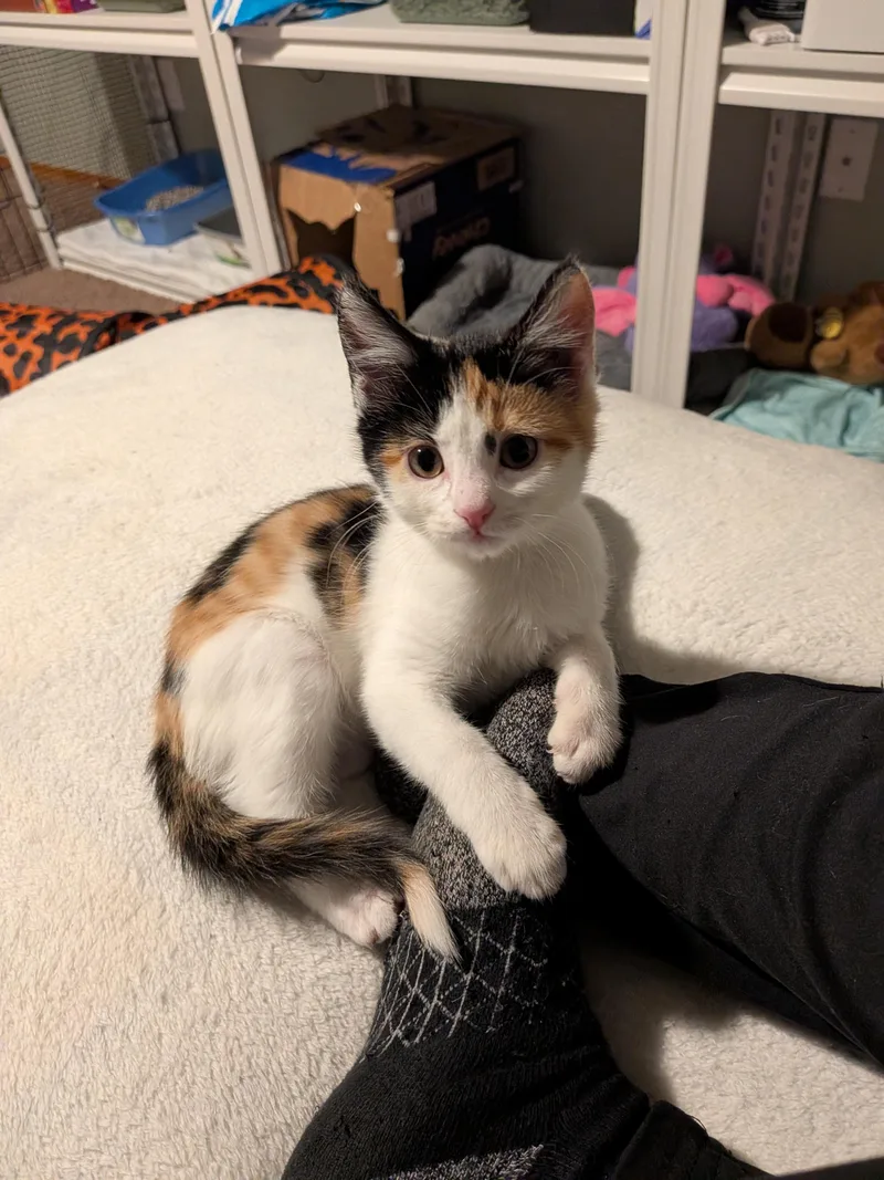 A young medium-sized female Calico cat named Lemon for adoption in Kennewick, WA