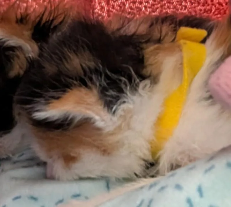 Lemon thumbnail 2