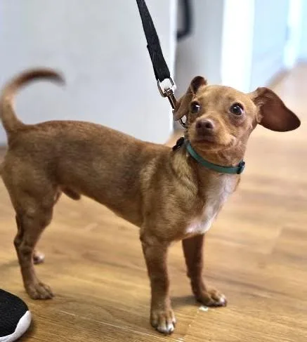 A young small-sized male Red / Chestnut / Orange Miniature Dachshund dog named Churro for adoption in Eugene, OR