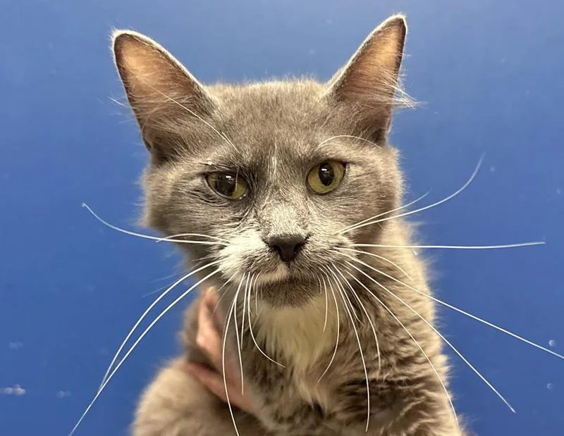 An adult medium-sized female Gray / Blue / Silver Domestic Short Hair cat named Cricket for adoption in Columbus, IN