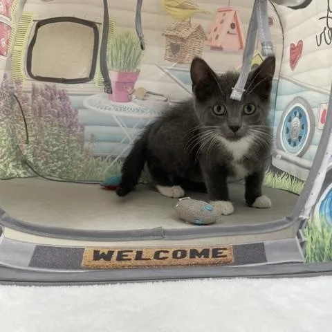 A baby medium-sized male Gray & White Domestic Short Hair cat named Onyx for adoption in Red Wing, MN